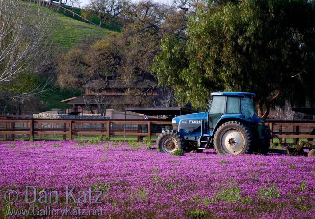 Lavender Fields