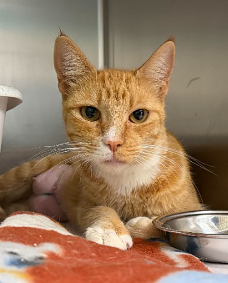 Pet of the Week: Meet Mango!