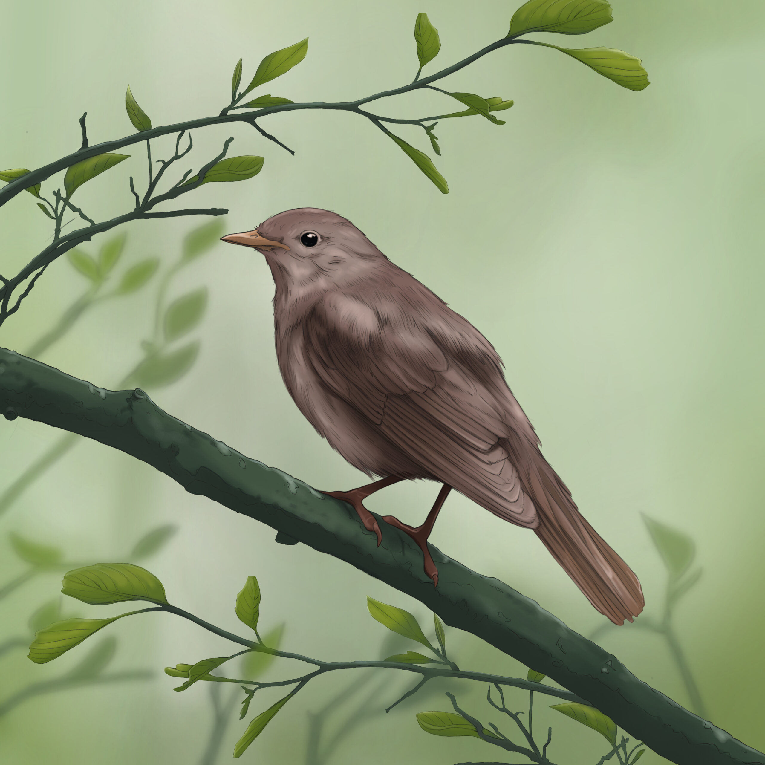 Thrush Nightingale