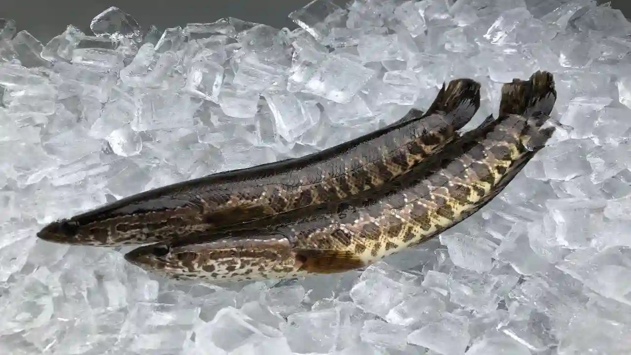 ternak ikan gabus