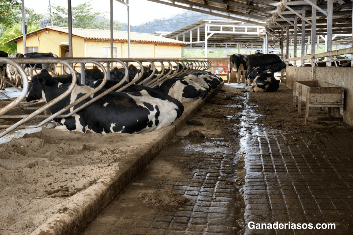 MATERIAL DE CAMAS PARA LA SALUD DE LA UBRE: CONSIDERACIONES PRÁCTICAS
