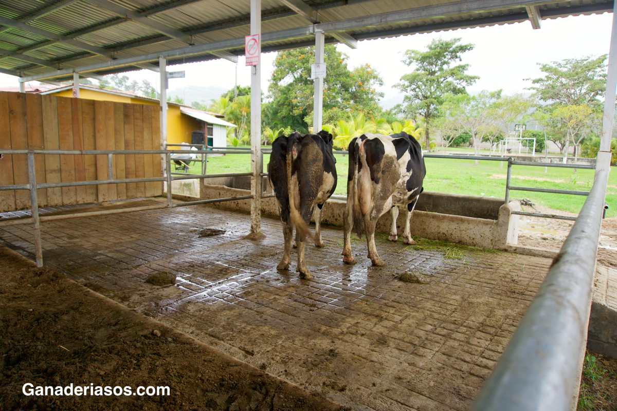 EN GRANJAS GRANDES LA VACA INDIVIDUAL IMPORTA MENOS Y SE TRABAJA MÁS POR LOTES