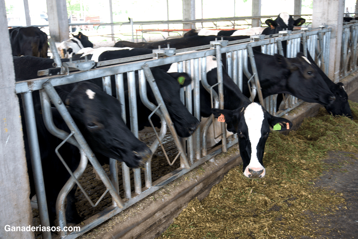¿CUÁNDO ES EL MEJOR MOMENTO PARA INSEMINAR UNA VACA LECHERA?