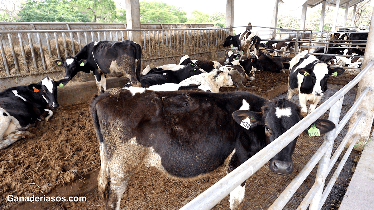 BICARBONATO Y MAGNESIO UNA COMBINACION PERFECTA PARA MEJORAR LA SALUD DEL RUMEN Y LA PRODUCTIVIDAD .pdf