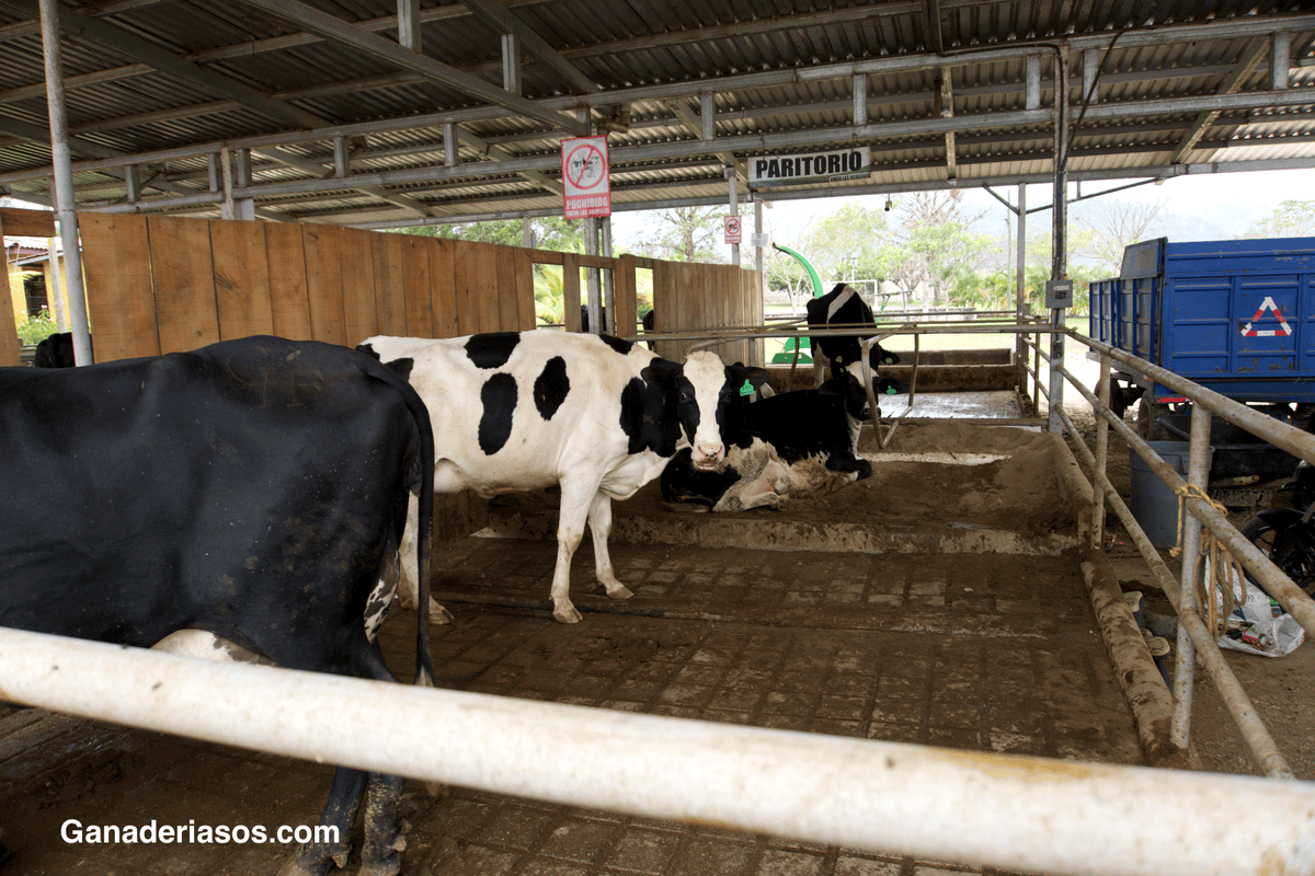 PEZONES FELICES, REBAÑOS FELICES: RENDIMIENTO IMPULSADO POR EL BIENESTAR DE LAS VACAS