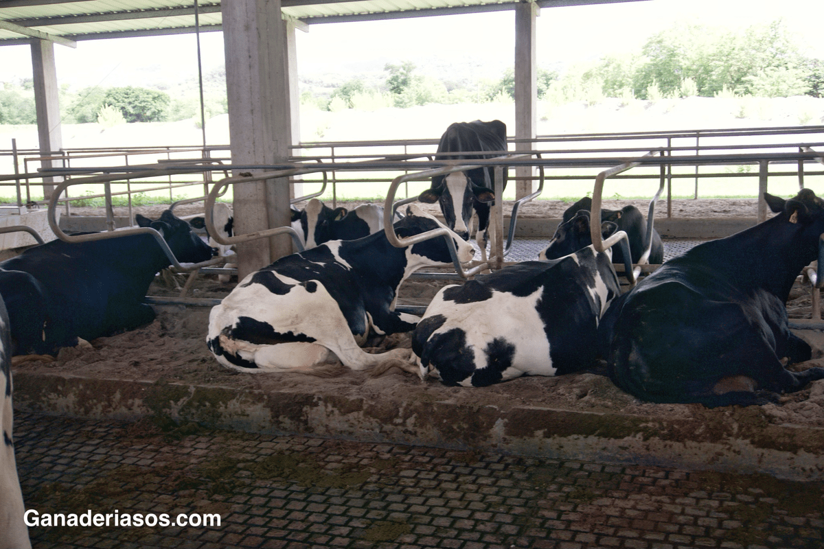 UNA SOLUCIÓN REVOLUCIONARIA PARA LA MASTITIS SIN ANTIBIÓTICOS
