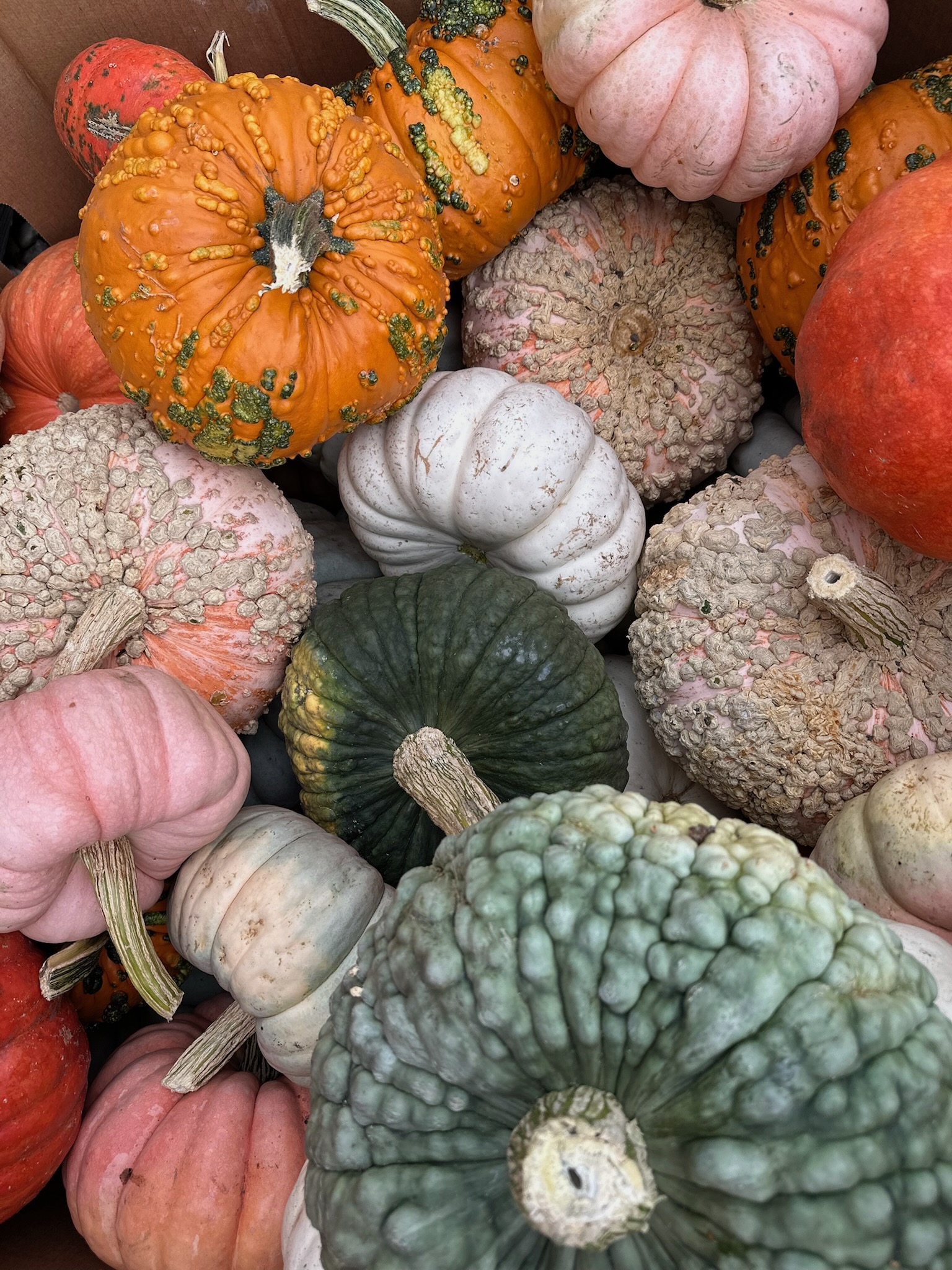 Pumpkin patch at ganado feed & pet supplies 1