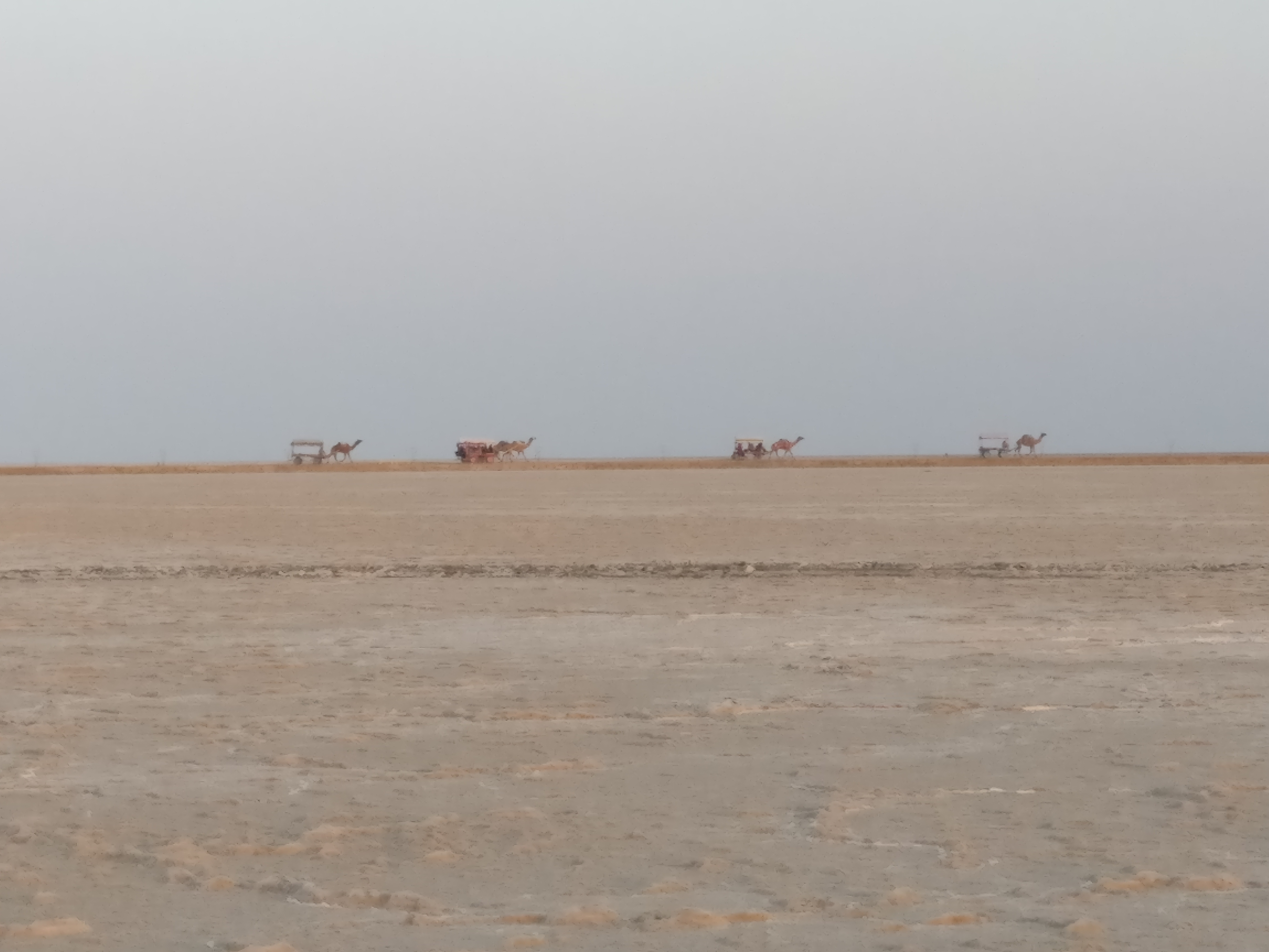 A train of camels crossing the salt desert