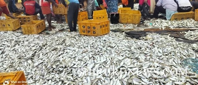 ಶಿರೂರು ನಾಡದೋಣಿ ಮೀನುಗಾರರಿಗೆ ಭರ್ಜರಿ ಮೀನಿನ ಬೇಟೆ,ಕಳಿಹಿತ್ಲು ಬಂದರಿನಲ್ಲಿ ಉತ್ತಮ ಮತ್ಸ್ಯ&nbsp;ಬೇಟಿ