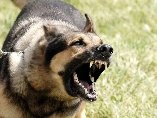 ಮಣಿಪಾಲ: ಕೆನರಾ ಬ್ಯಾಂಕ್ ತರಬೇತಿ ಸಂಸ್ಥೆಯ ಬಳಿ ನಾಯಿ ಕಚ್ಚಿದ ಘಟನೆ; ಮೂವರು&nbsp;ಗಾಯ