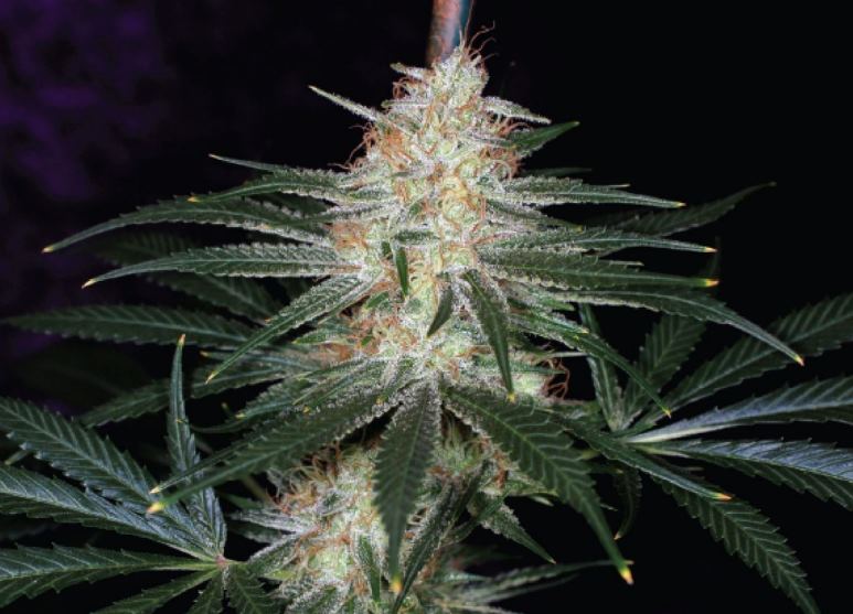 Jack the Ripper Cannabis Strain