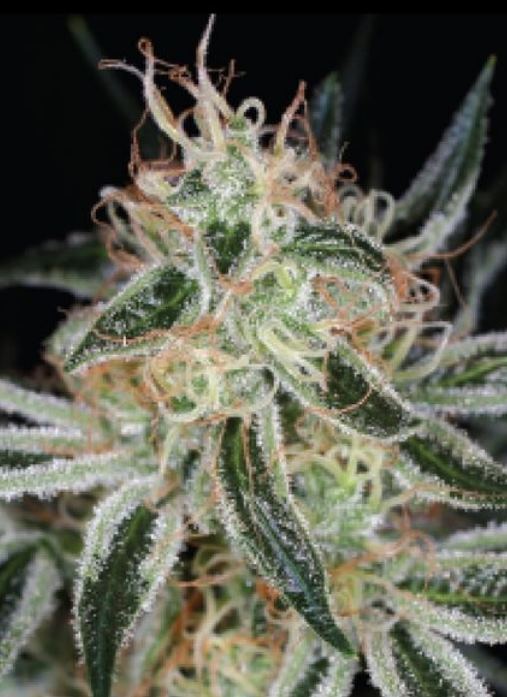 Jack the Ripper Marijuana Strain