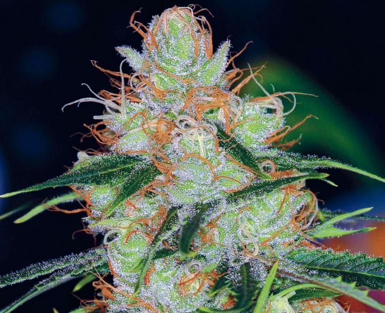Vortex Marijuana Strain