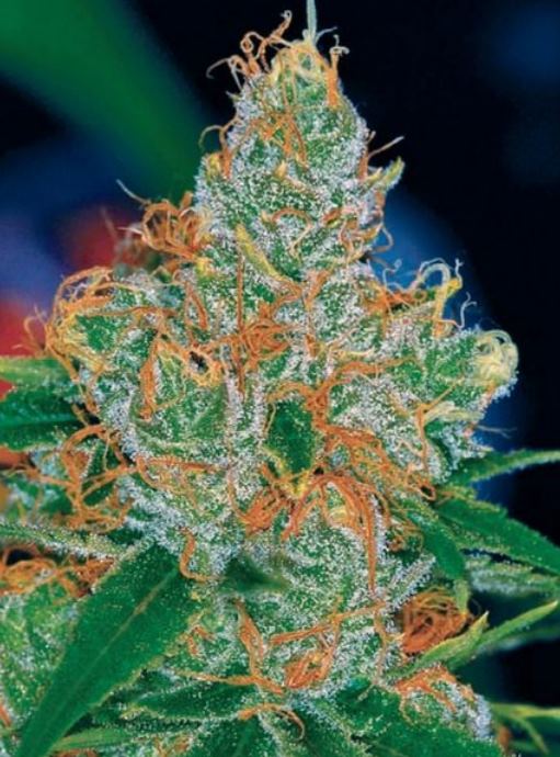 Vortex Cannabis Strain
