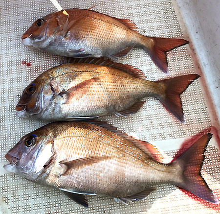 ガンさんの釣りバカ日誌: 小潮の3日目