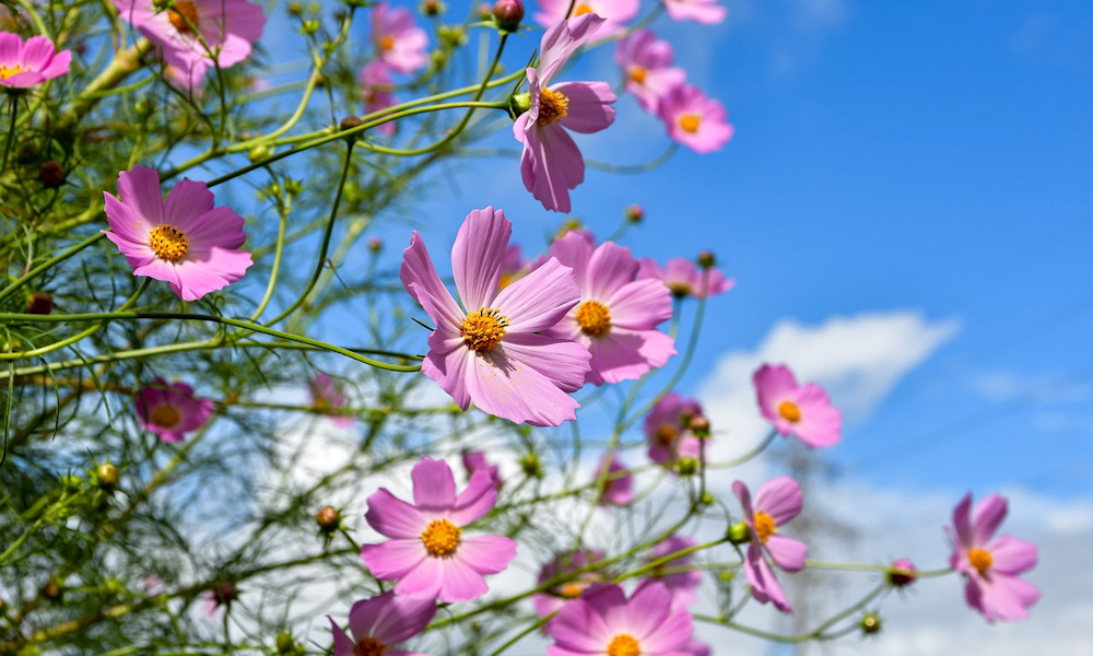 The cosmos conundrum: unveiling the charm of the cosmic beauty