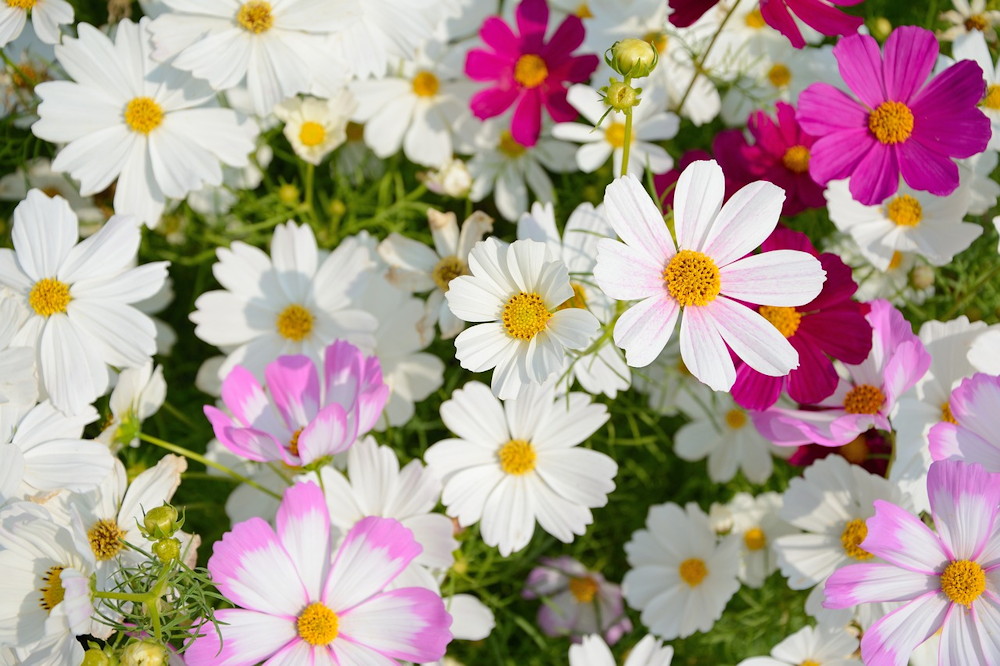 The cosmos conundrum: unveiling the charm of the cosmic beauty