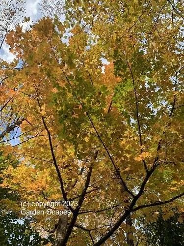 Mequon Garden Services, Garden Service, Milwaukee
