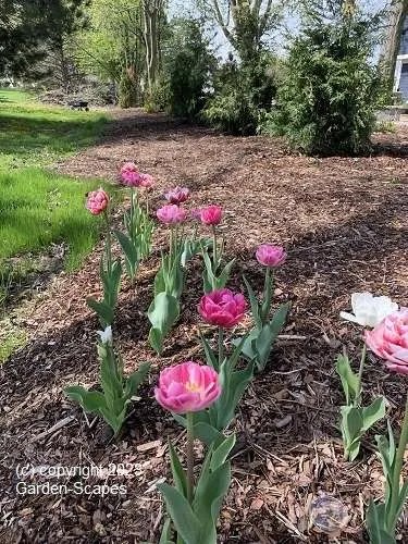 Mequon Garden Services, Garden Service, Milwaukee