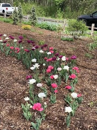 Pink, purple, and white tulips blooming in a mulched garden bed maintained by Garden‑Scapes in Mequon Wisconsin