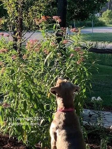 Mequon Landscaping, Butterfly Gardens, garden maintenance, Landscapers
