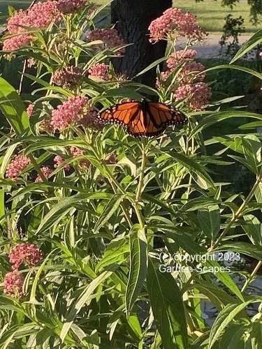 Landscapers, Mequon, Mequon landscaping, milwaukee, garden installation, Butterfly gardens, Milwaukee