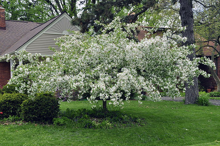 Garden A to Z | Spring color