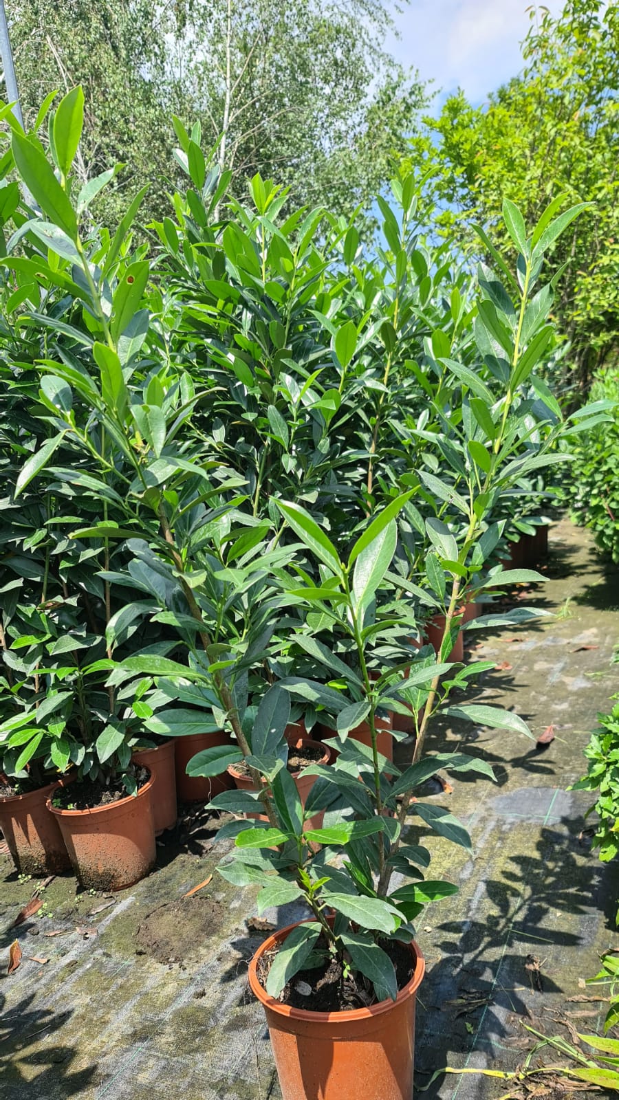 Prunus Laurocerasus - 60-80 cm