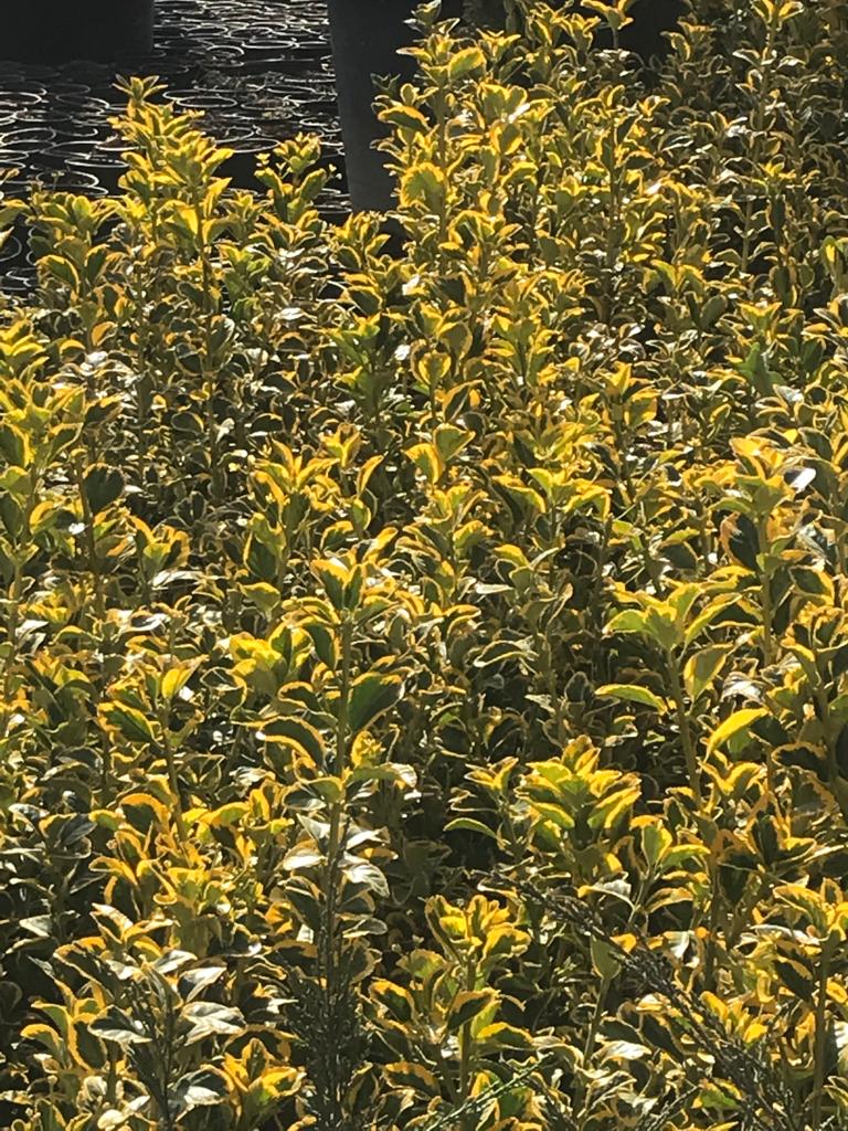 Euonymus Japonica Aurea arbust exotic ornamental