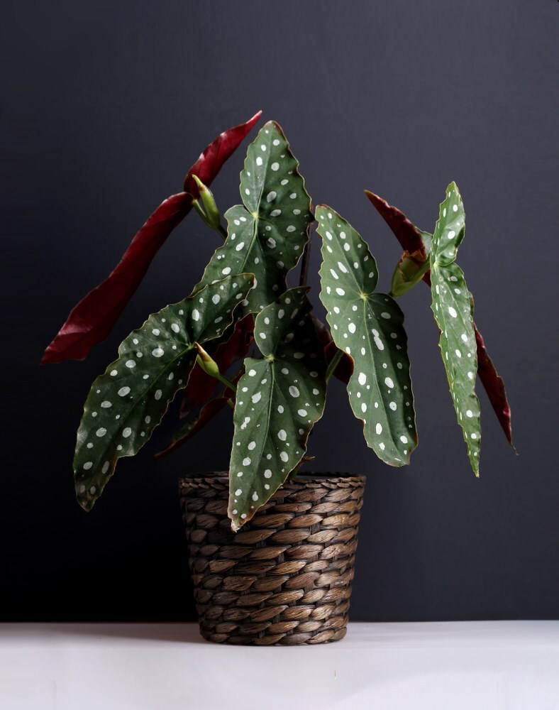 The polka dot begonia requires a soil or other growing medium with good aeration that drains well and holds moisture without becoming overly . How To Care For Begonia Maculata Polka Dot Plant Garden Crafted