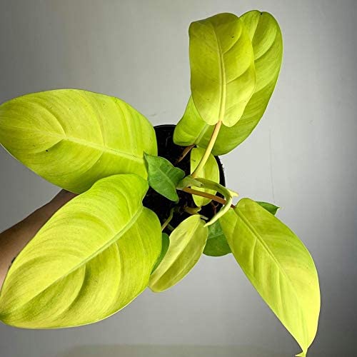 Low ph levels can make it difficult for grass to grow well because the soil absorbs fewer nutrients. How To Care For Lemon Lime Philodendron Garden Crafted