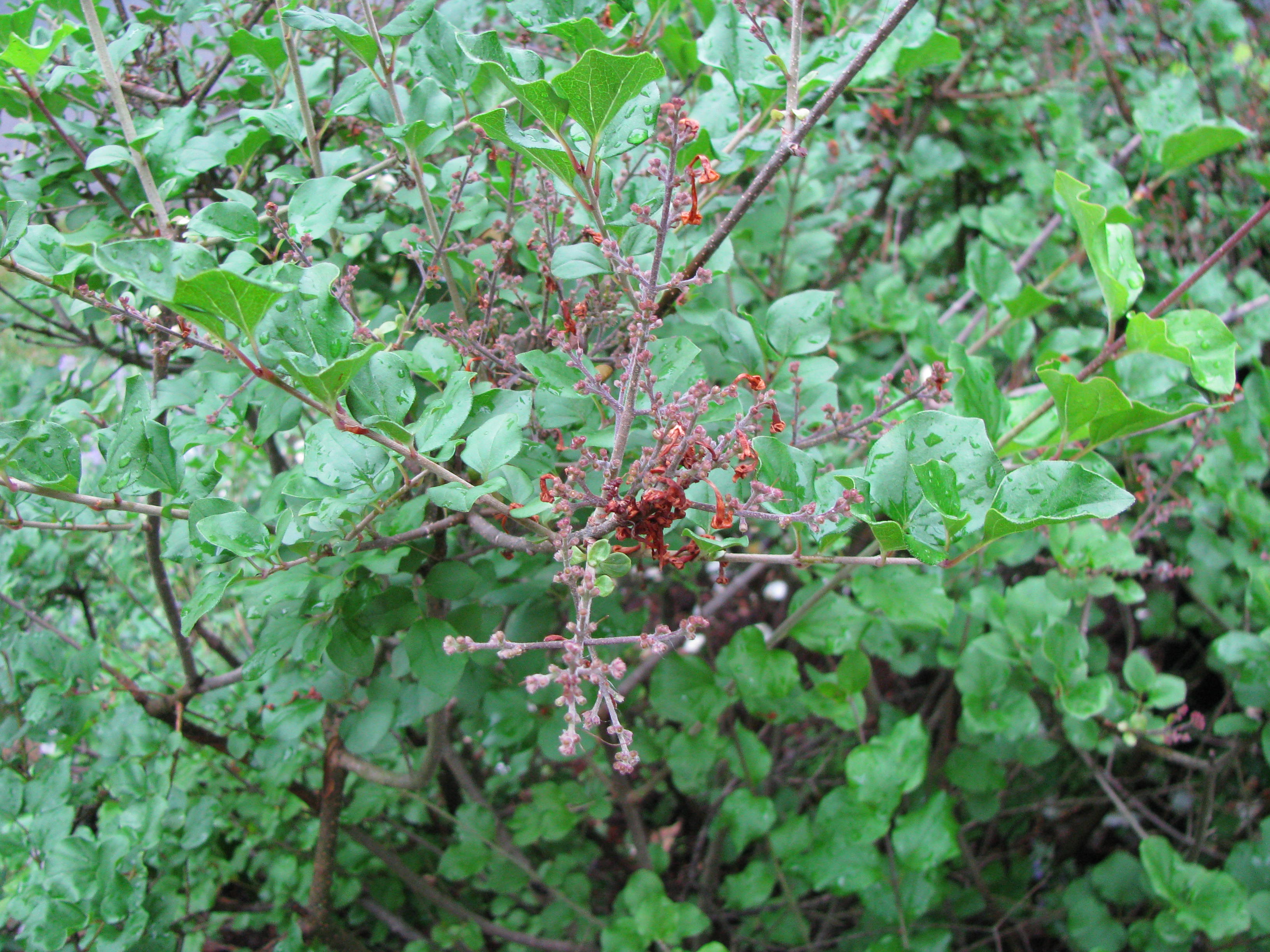 Dwarf Korean Lilac Tree Lilac Tree Dwarf Korean Lilac Tree Korean Lilac Tree
