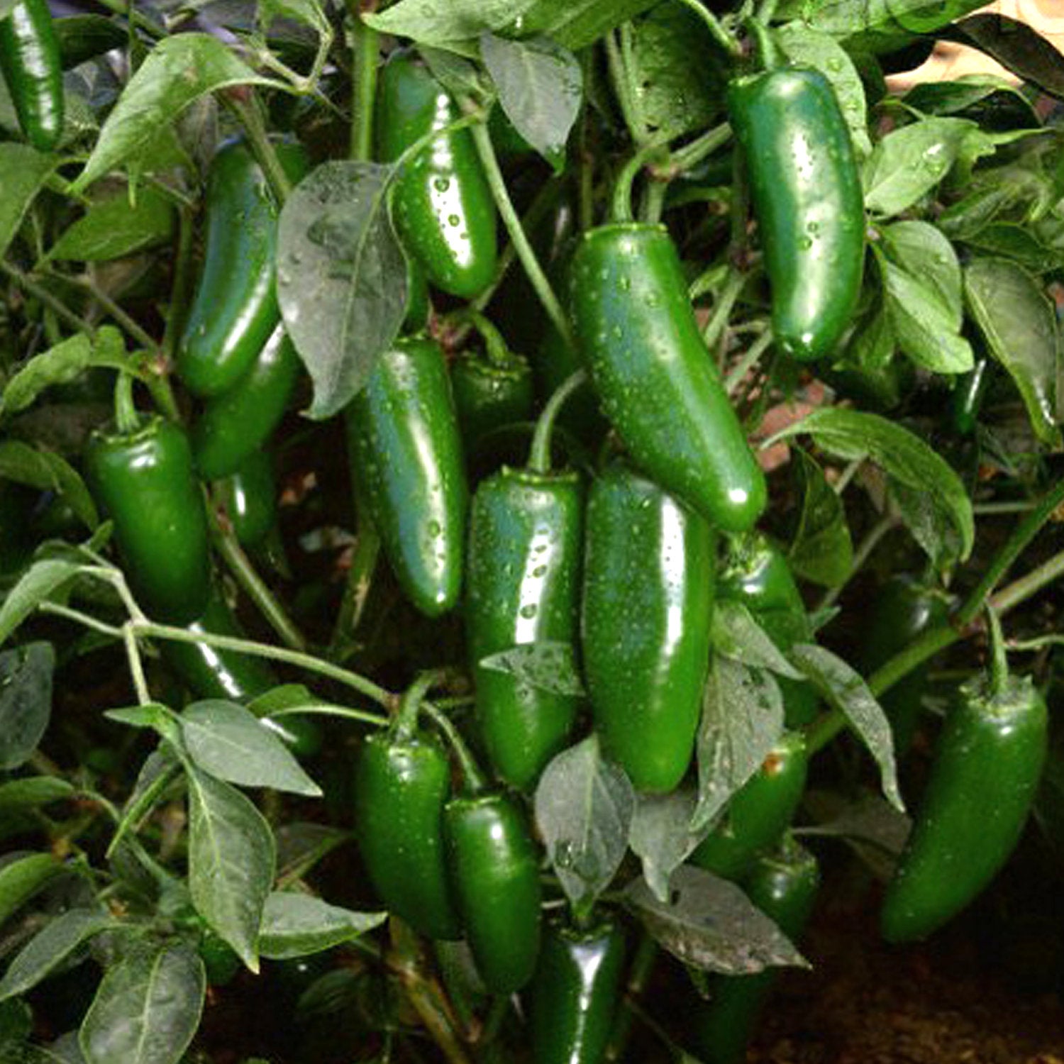 Jalapeño Organic Seeds GardenEazy