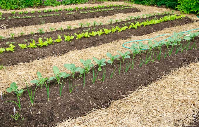 Mulching and low maintenance gardening