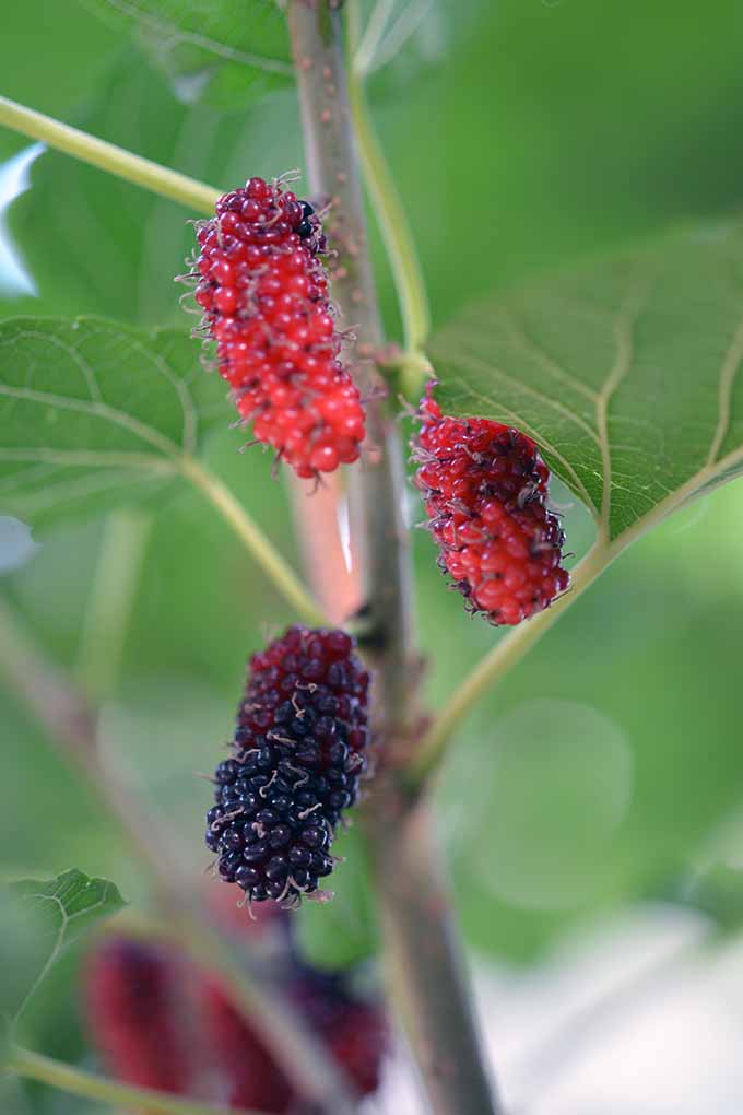 Bare Root Red Mulberry Morus Rubra Monticello Shop