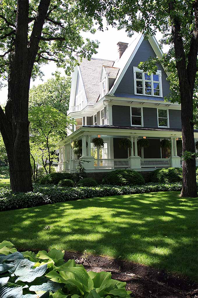 Fast Growing Shade Trees Dengarden Home And Garden