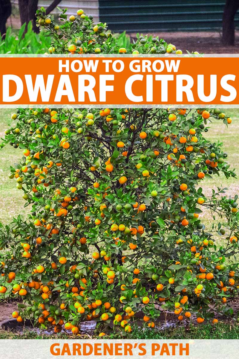 pics Dwarf Navel Orange Tree how to grow dwarf citrus trees