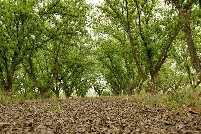 Van Zyverden Pecan Tree Collection Root Stocks Set Of 3 83280 The Home Depot