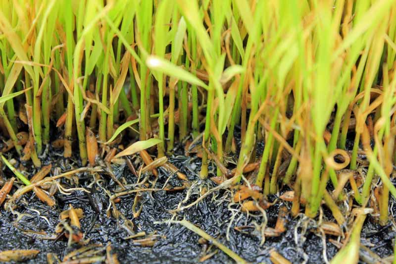 It is the visible effect like . What Is Damping Off And How Do You Prevent It Gardener S Path