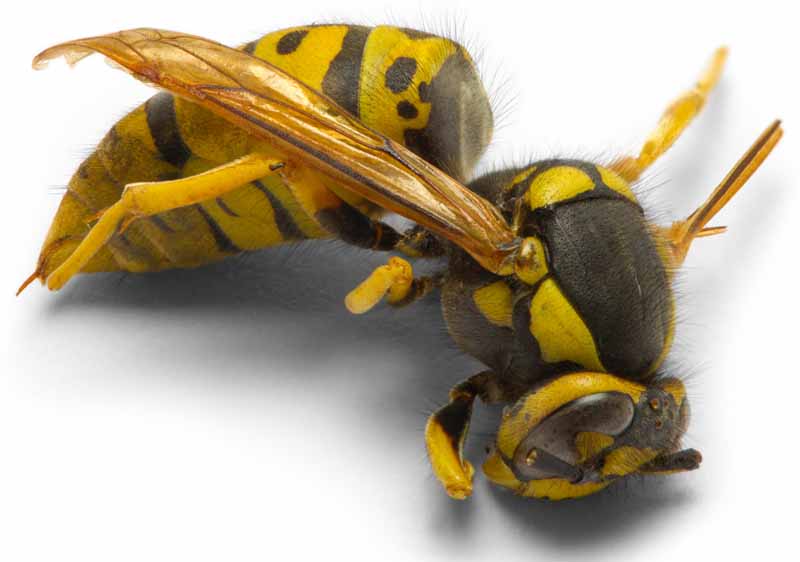 When you’re stung by a bee, a venomous toxin is left from its stinger. Yellowjacket Identification Facts And Control Measures Gardener S Path