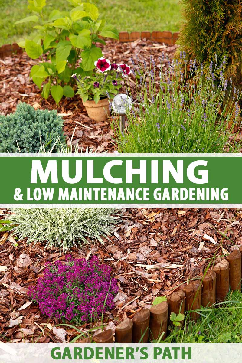 The city of ontario is giving away free mulch to ontario residents. How To Use Mulch For Low Maintenance Gardening Gardener S Path