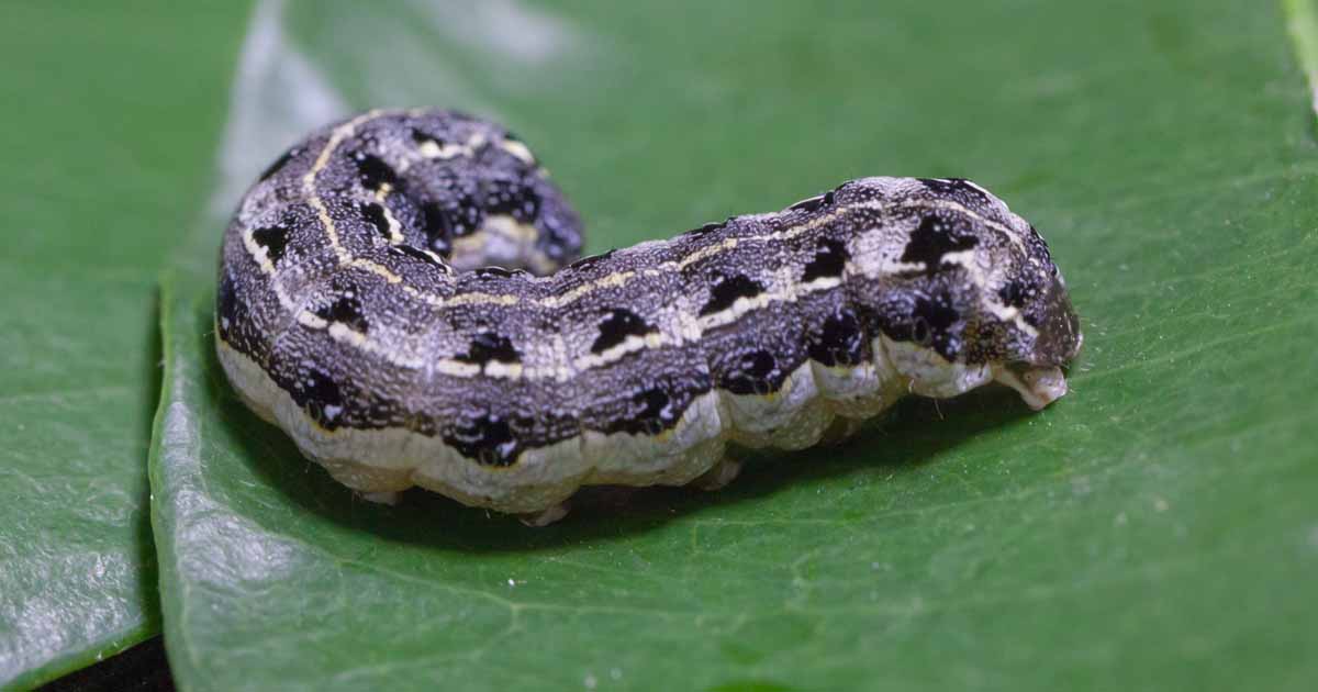 Hgtv offers tips for using green techniques in your garden. How To Identify And Control Cutworms Gardener S Path