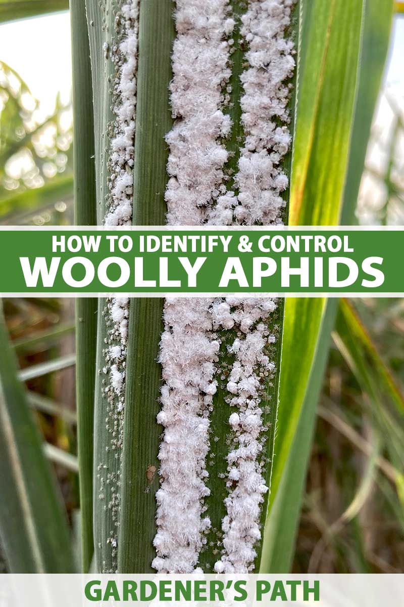 How to identify and control woolly aphids