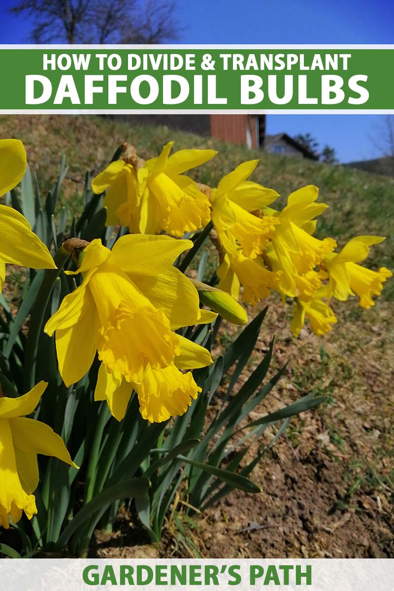 I have tulips and daffodils. How To Divide And Transplant Daffodil Bulbs Gardener S Path