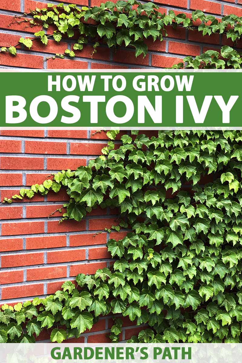 How to grow and care for boston ivy