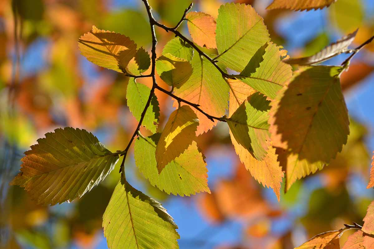 How to grow and care for elm trees