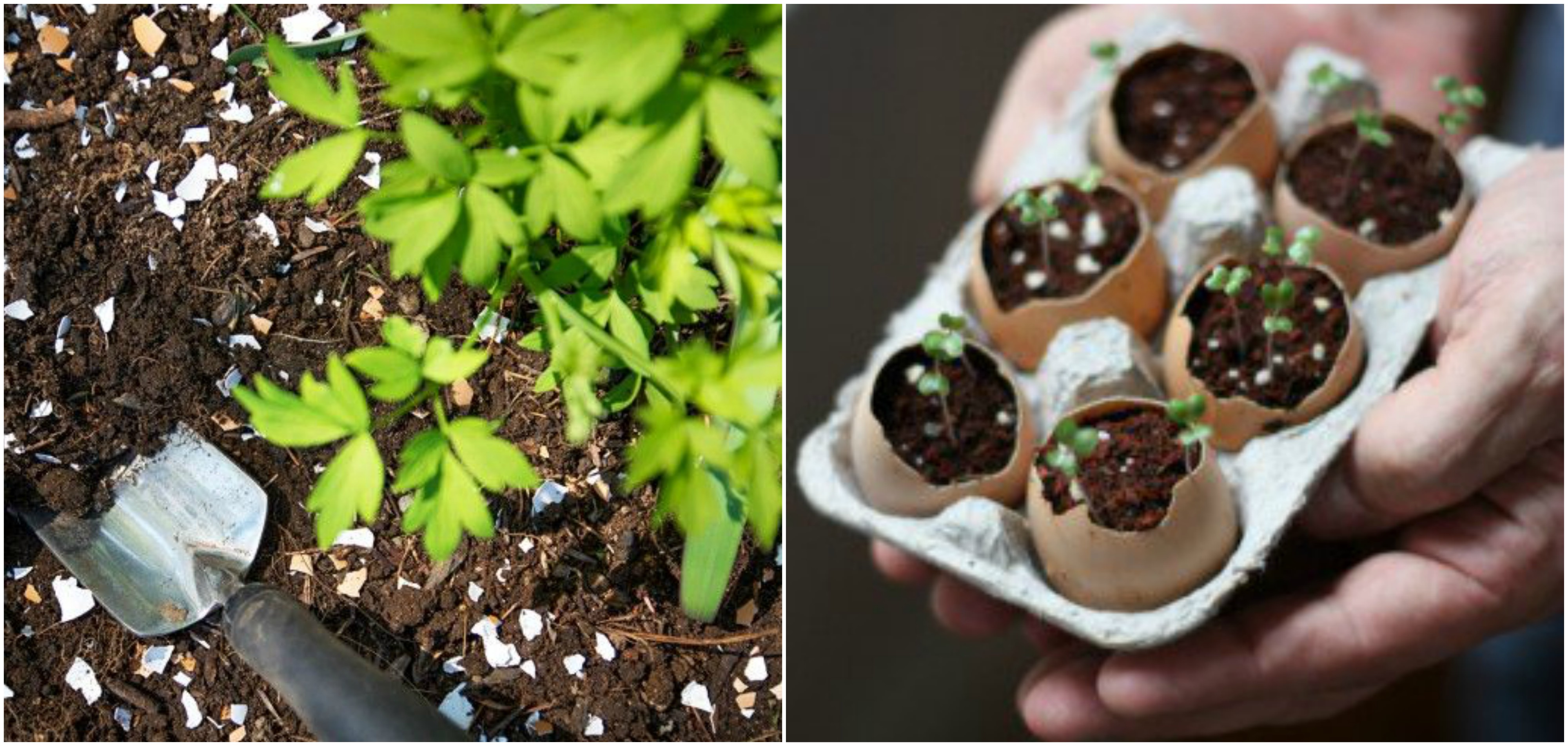 6 convincing reasons you should start using eggshells in your garden