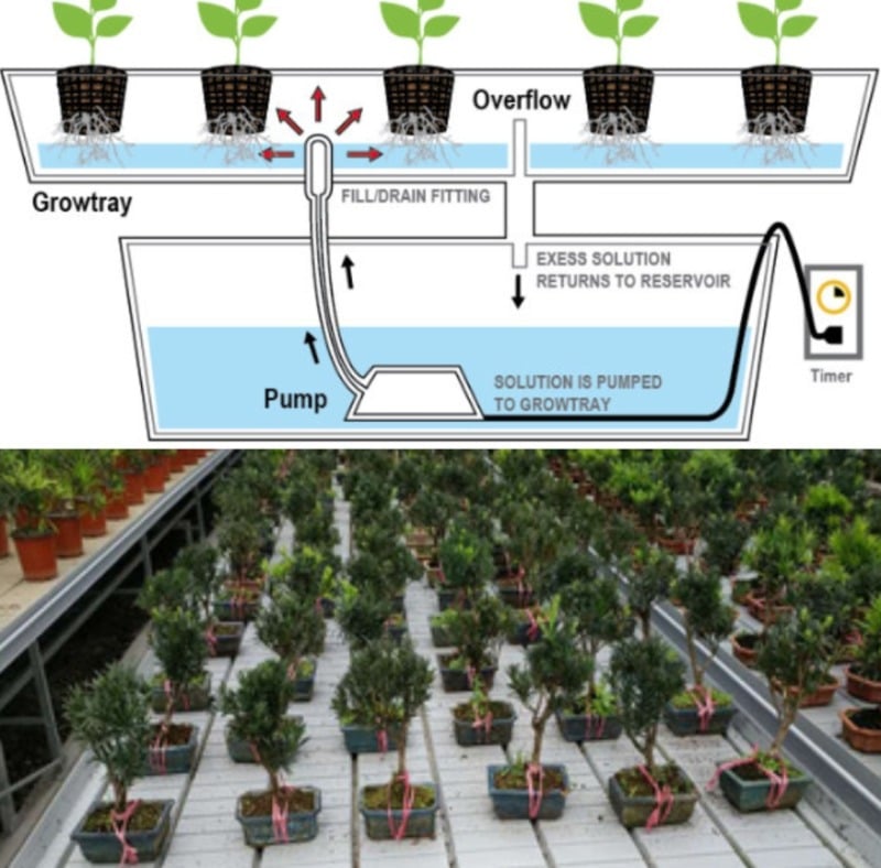 Ebb and Flow System of Hydroponics Gardening Tips