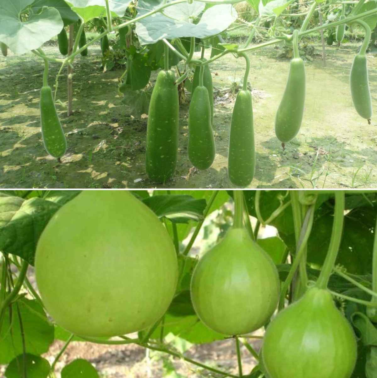 images Bottle Gourd Family Vegetables bottle gourd pests diseases lauki