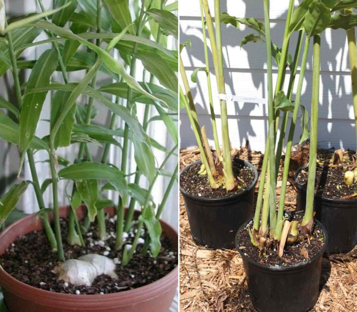 Growing ginger from roots in pots